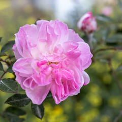 square frame. 'Eden' is an incredibly beautiful variety of roses blooming with pale pink double flowers similar to peonies. Flora of Israel