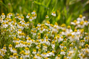 Wild daisies are fully bloomed in spring time, Turkey.