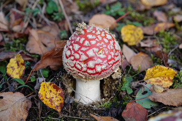 Little fly agaric grows in forest