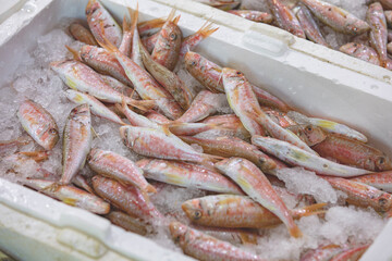 Red mullet species fishes in fishermens market, Turkey.