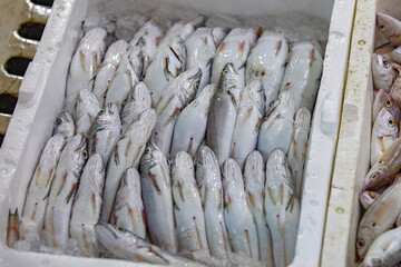 A full case of sea bass are on sale in fish market, Turkey.