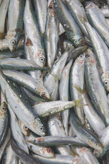Fototapeta premium Sardine fishes are on sale in fish market, Turkey.