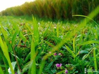 green grass in the morning