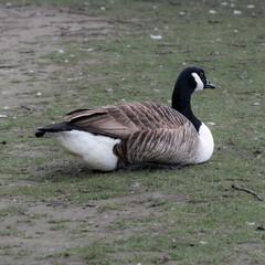 Obraz premium Canada Goose resting on a grass bank