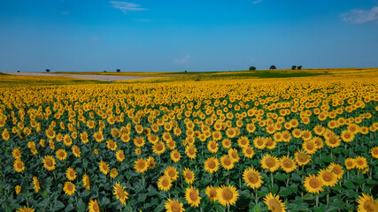 Obraz premium Sunflowers are bloomed and grown in a large agriculture field. 