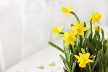 Closeup photo of Narcissus yellow flower on white background with some green leaves copy space white table