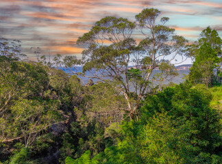 Green foilage shrubs ferns and gum trees at Echo Point Blue Mountains three sisters Katoomba Sydney NSW Australia