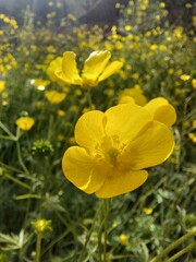 Obraz premium Primavera fueguina