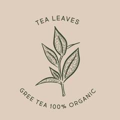 Green tea leaves. Hand drawn, vector.	
