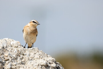 Northern wheatear or Oenanthe Oenanthe spring small bird migration sitting on the rock soft background