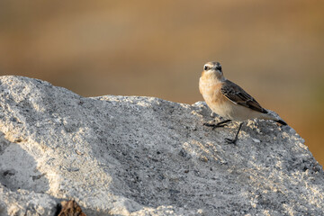 Northern wheatear or Oenanthe Oenanthe spring small bird migration sitting on the rock soft background