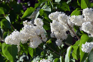 White lilac trees blooming in springtime garden