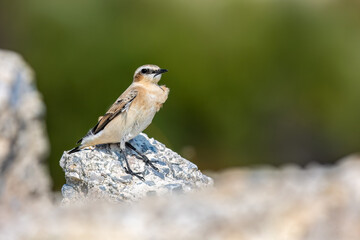Northern wheatear or Oenanthe Oenanthe spring small bird migration sitting on the rock soft background