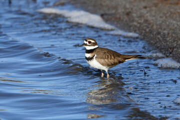 A Killdeer bird standing in water along the shore of a lake 