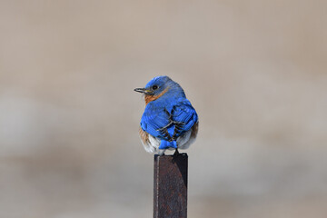 Beautiful blue male Eastern Bluebird perched along a fence line 