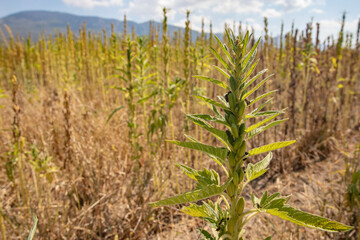 Mature sesame plants in summer season.