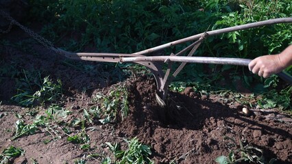 Fototapeta premium Closeup of man pushing a plow un-earthing potatoes out of the dirt.