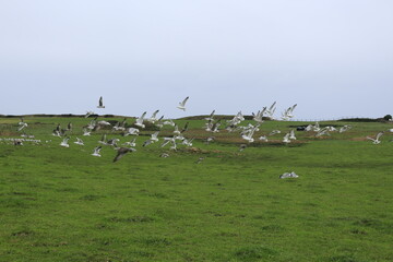 Gaviotas emprendiendo el vuelo en prado