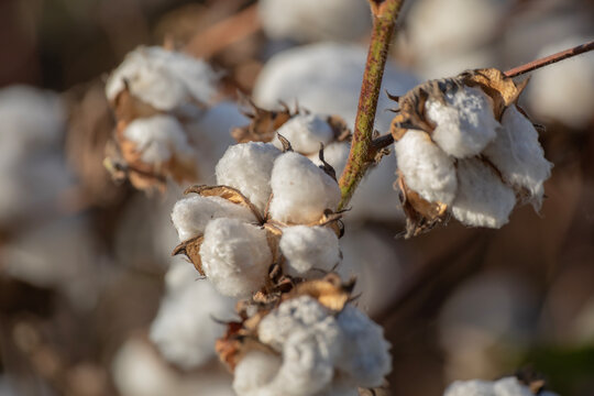 Cotton flowers fully bloomed and dried. Ready to be harvested in summer season, Turkey. 
