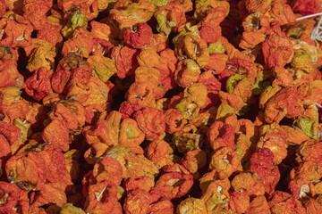 Harvested bell peppers are hang on ropes to be dried under the sun in Turkey.