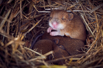Baby mice sleeping in nest in funny position (Mus musculus)