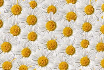 Lovely blossom daisy flowers background. White daisy texture. Natural delicate floral background. Daisies are randomly located.