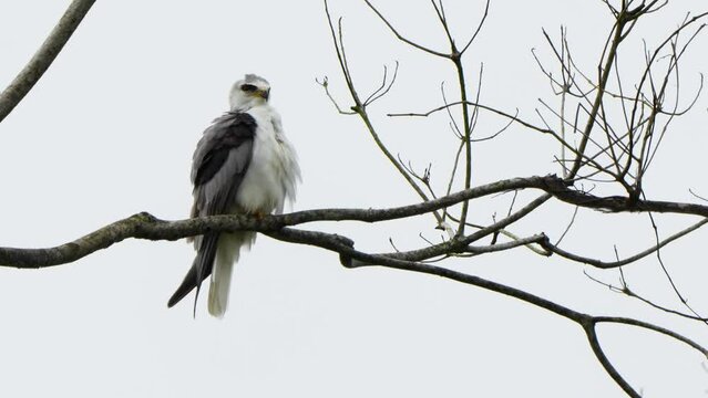 White-tailed Kite, Elanus leucurus, preening on a branch in Costa Rica