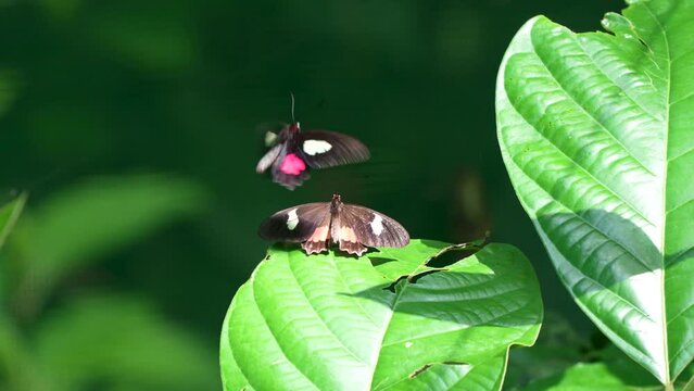 Cattleheart butterfly, Parides eurimedes mylones, mating display in Costa Rica