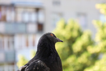 Dove closeup portrait, bird on the window, sunny day, pigeon beautiful portrait, morning stretching 