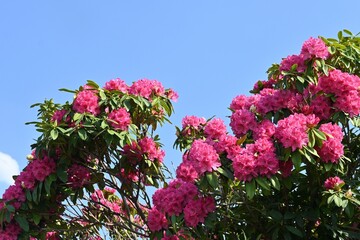 Rhododendron flowers. Ericaceae evergreen shrub.
Flowering season is from April to June. It is also a poisonous plant containing rhodotoxin.