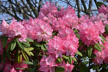 Rhododendron flowers. Ericaceae evergreen shrub.
Flowering season is from April to June. It is also a poisonous plant containing rhodotoxin.