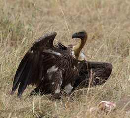 A vulture in flight. Taken in Kenya, Africa
