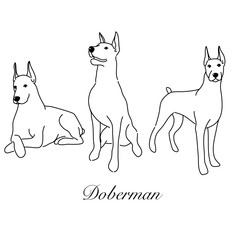 Hand-drawn Doberman Dog in Various Poses and Outlines: Detailed and Expressive Drawings of a Loyal and Protective Companion.
