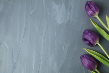 floral background with tulip colors on a gray background with space for text and copyspace. Spring 8 eighth of March holiday growing flowers. Blue purple flowers