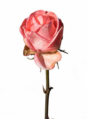 Fototapeta premium A pink rose flower on white background