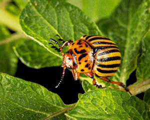 Colorado potato beetle eats green potato leaves