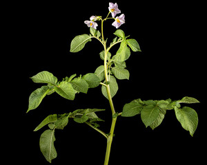 Pink potato fliwers, isolated on black background