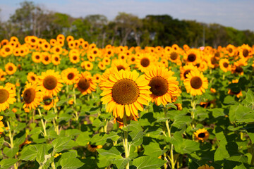 Sunflower field, Beautiful summer landscape.