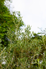 Olive tree in the garden