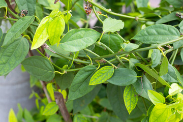 Fresh green leaves of tiliacora triandra plant