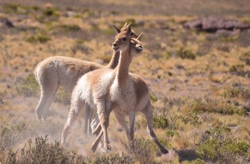 Desierto de Atacama en la cordillera de los Andes