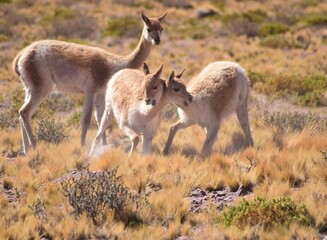 Desierto de Atacama en la cordillera de los Andes