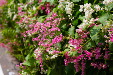 Fototapeta premium Mexican creeper, Chain of love flower, Coral vine.