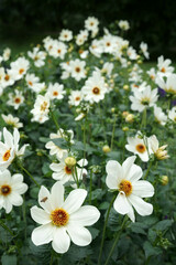 White single-flowered Dahlias Garden