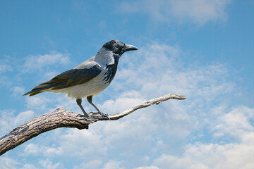 Close-up of magpie perching on a dry branch at summer