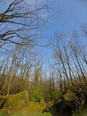 trees in the forest