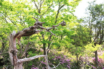 魔法使いに見える不思議な木