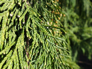Cypress needles