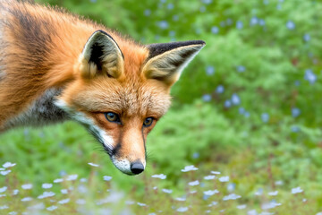 red fox portrait, red fox closeup in nature
