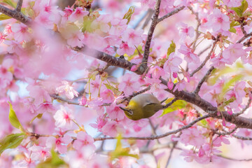 逆さサクジロー
